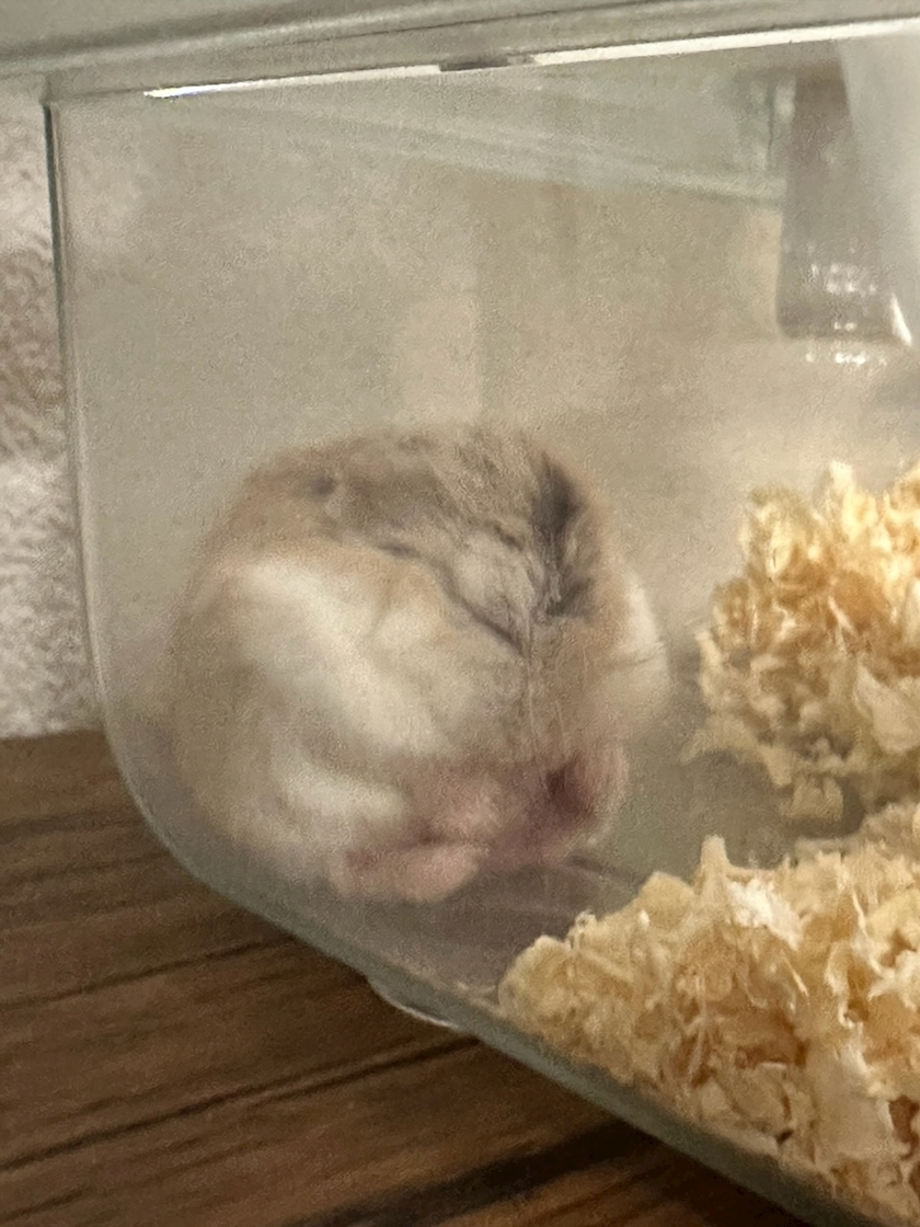 しいな