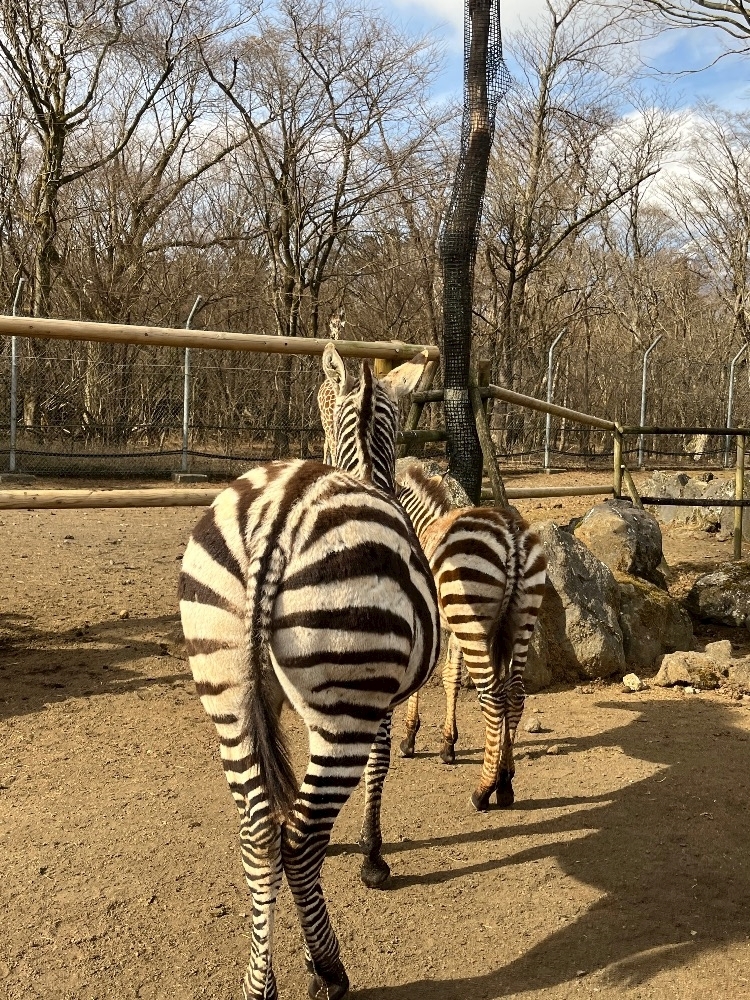 えりか