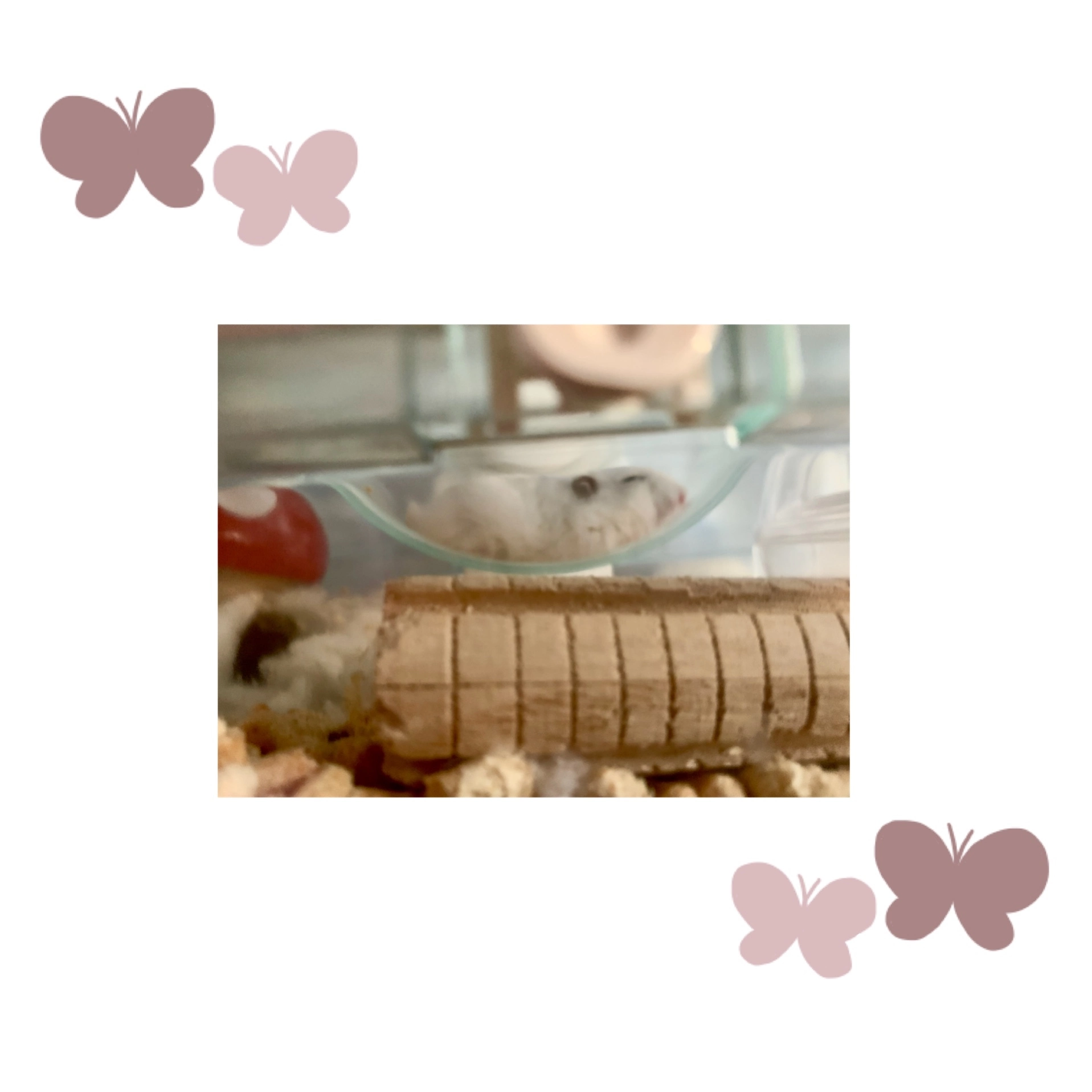 まゆ