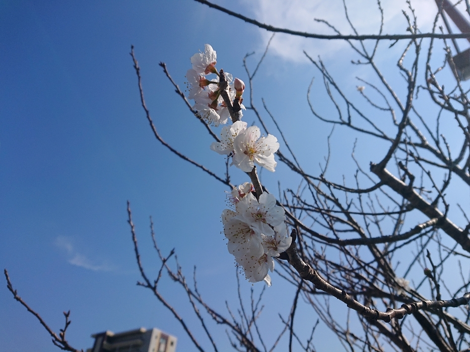 五条 椿