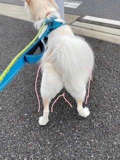 京 さゆみ