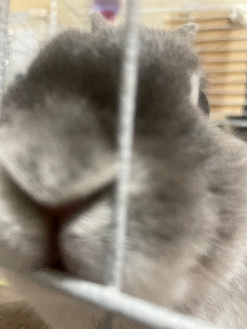 愛川 らん