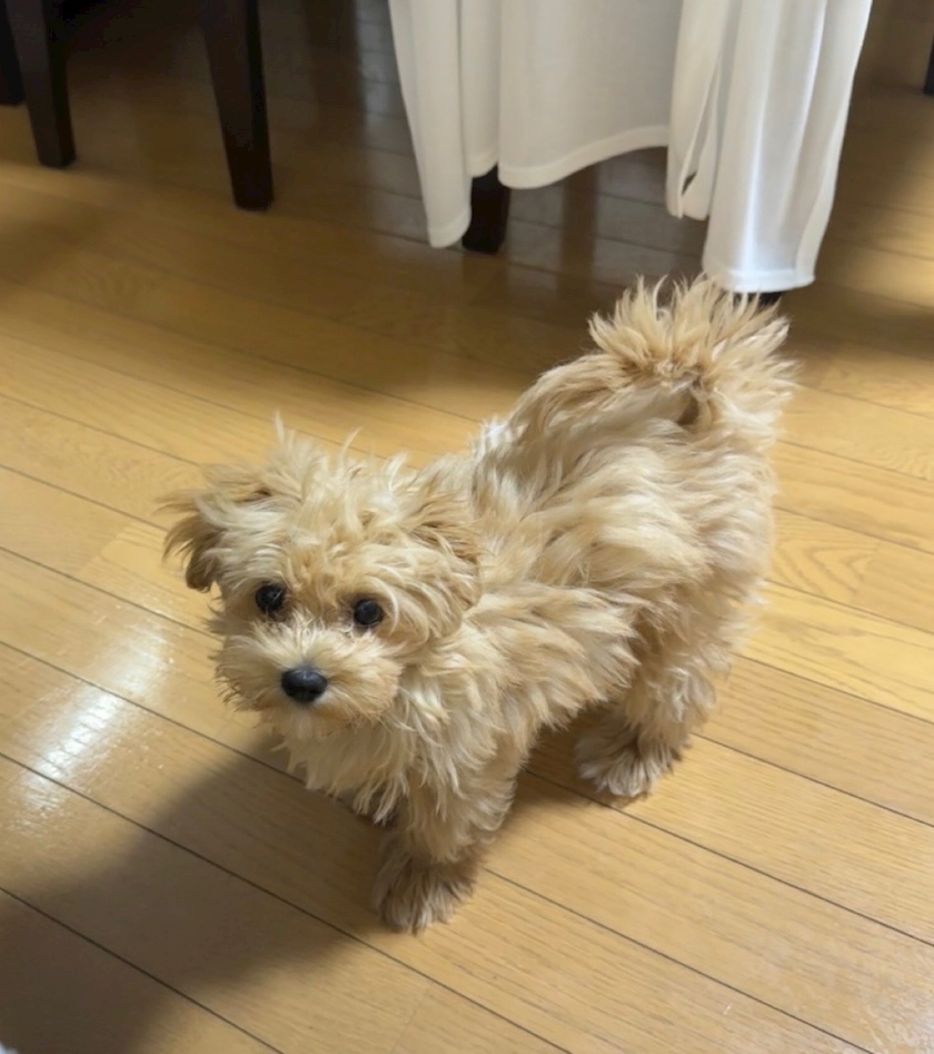 たむ