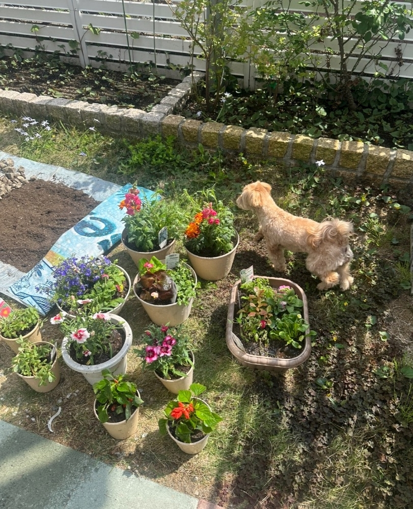 たむ