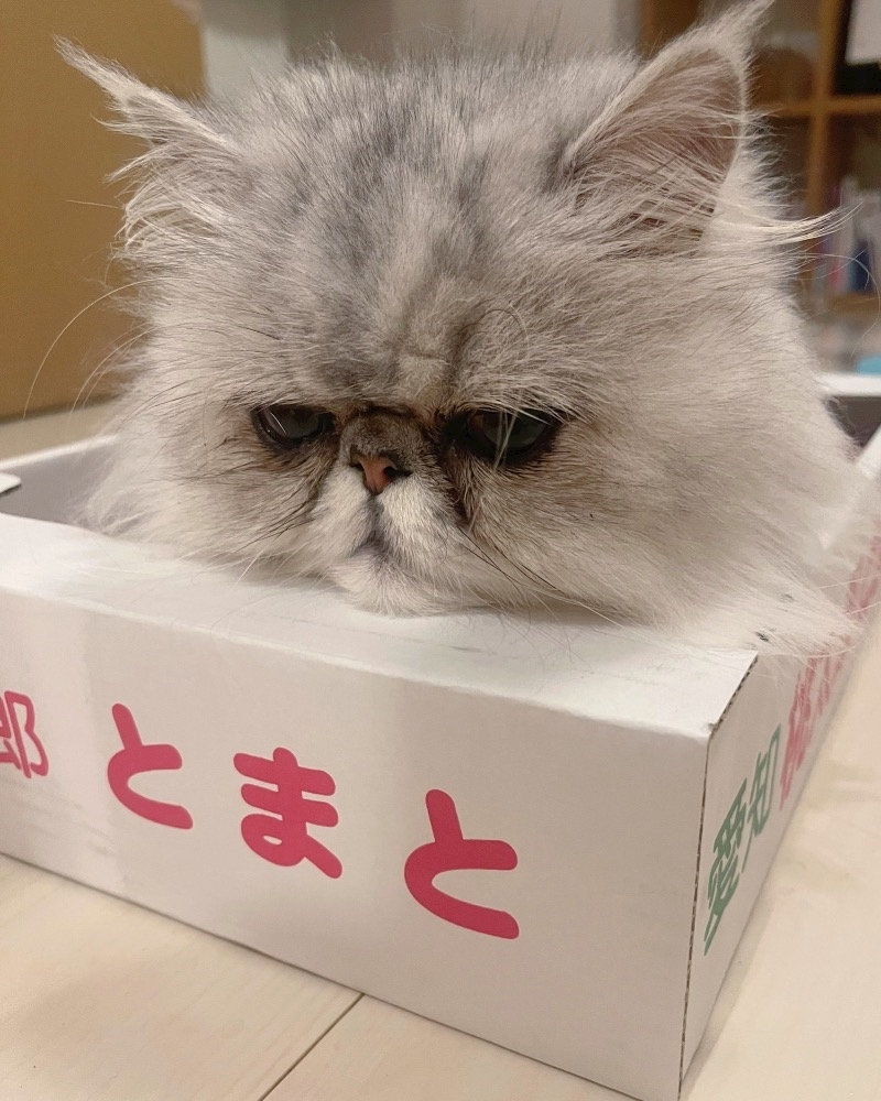 琶月 さな