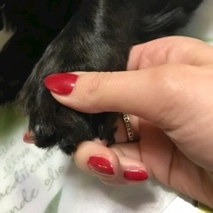 りえ