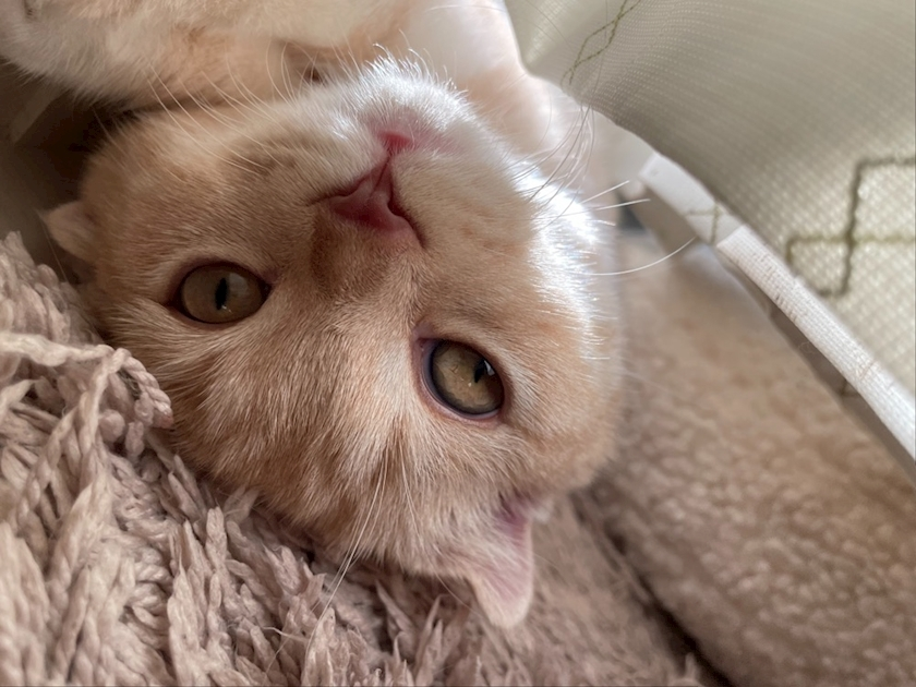 あおい