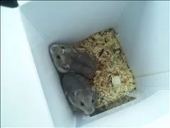 桃瀬 百華