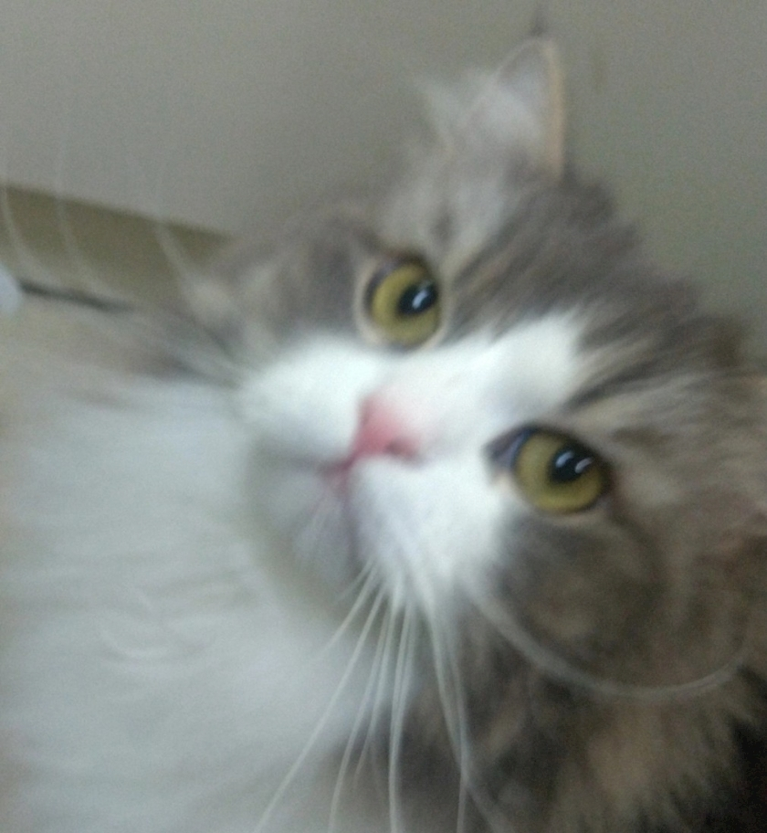 レナ