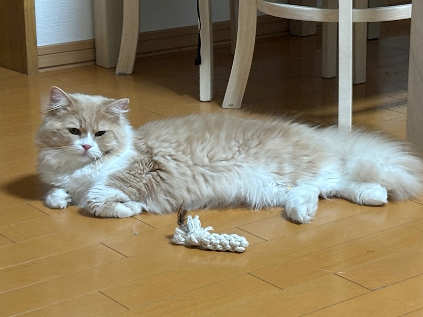 佐倉 里緒
