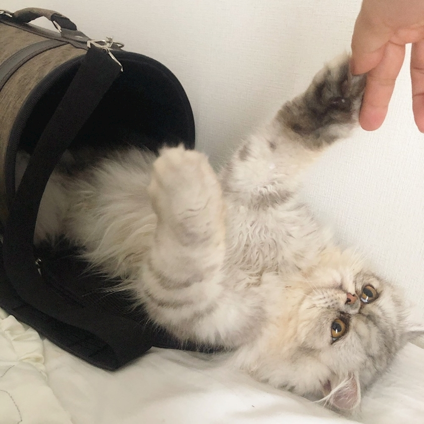 琶月 さな