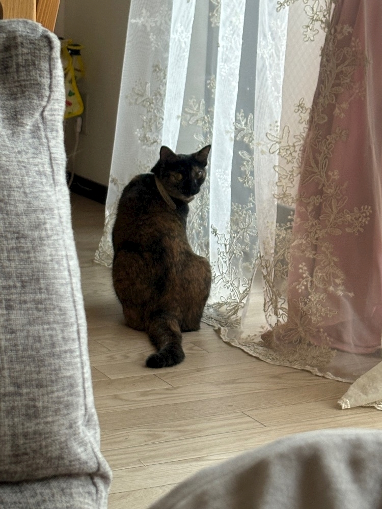 藤花 ゆの