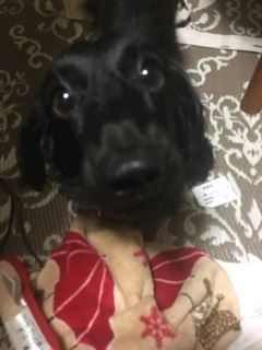 りえ