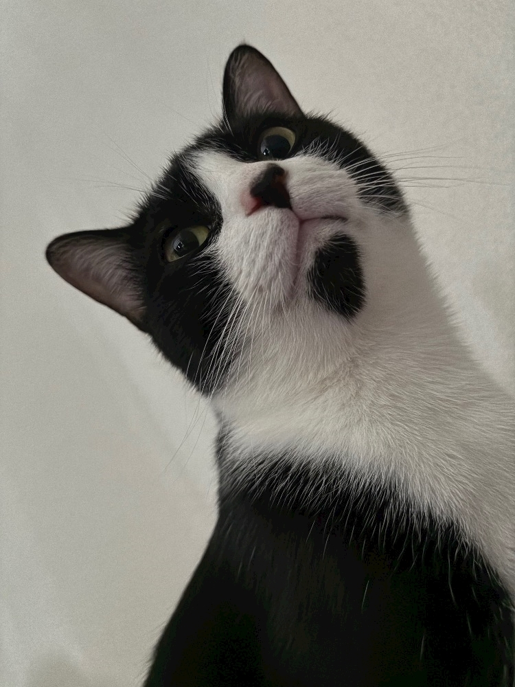 サキ