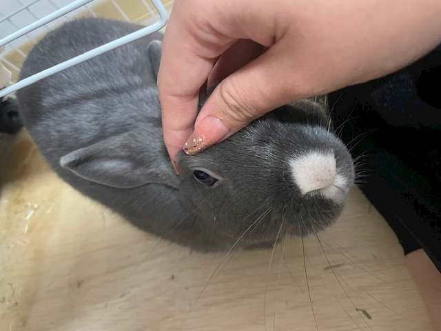 愛川 らん