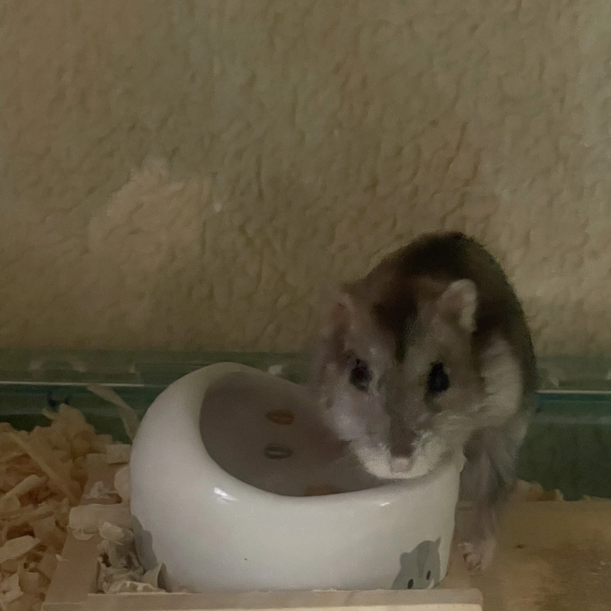 ちゃお