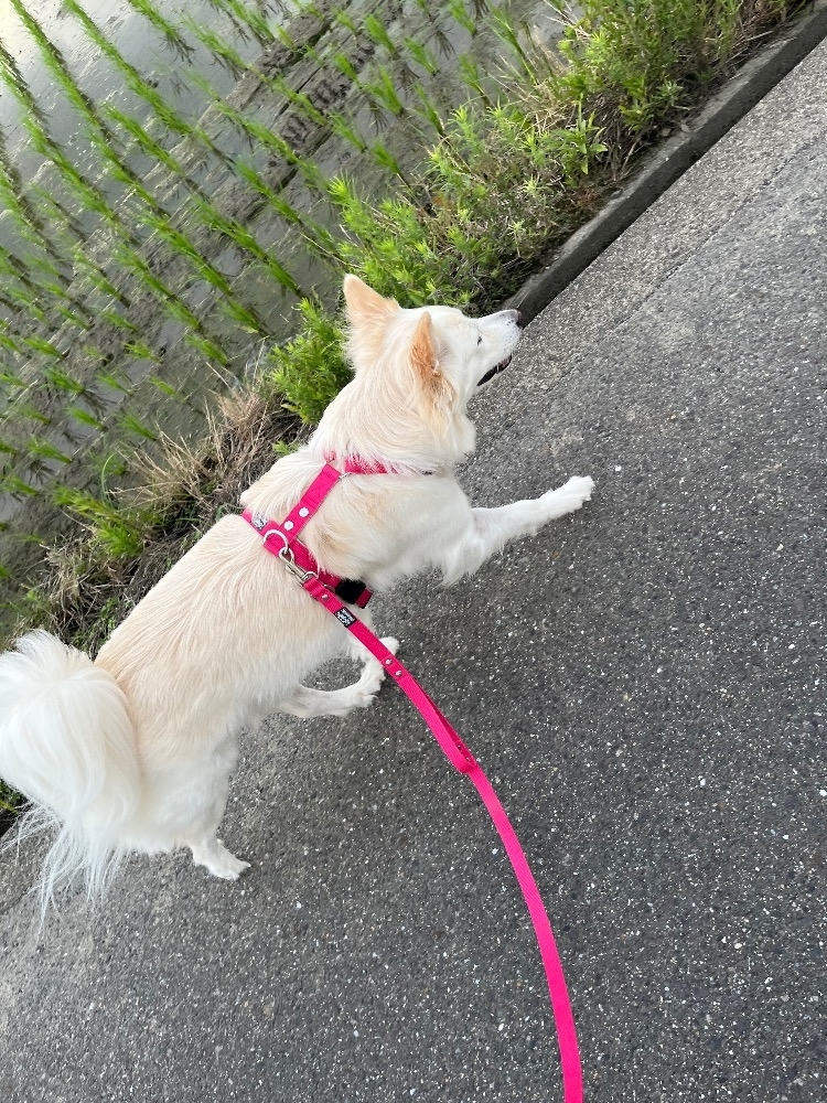 京 さゆみ