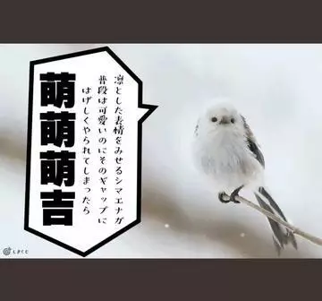 ひな