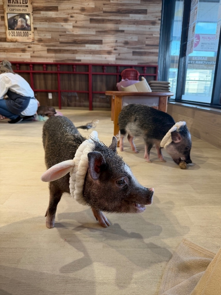 ふうか