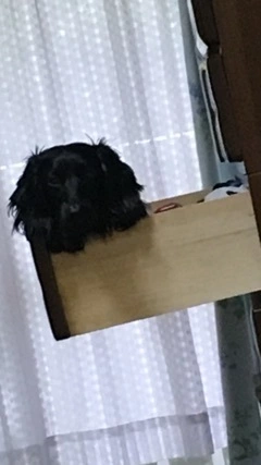 りえ