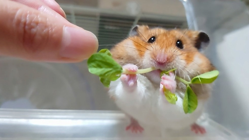 葉山 ゆうり