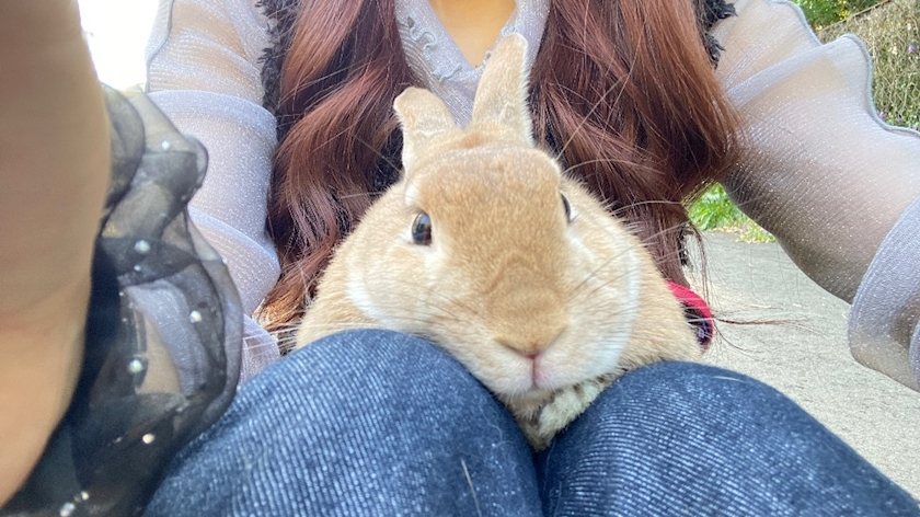 らん