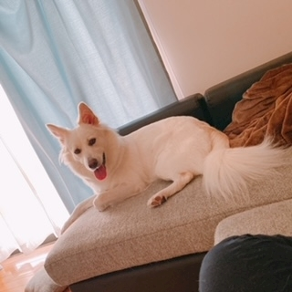 京 さゆみ