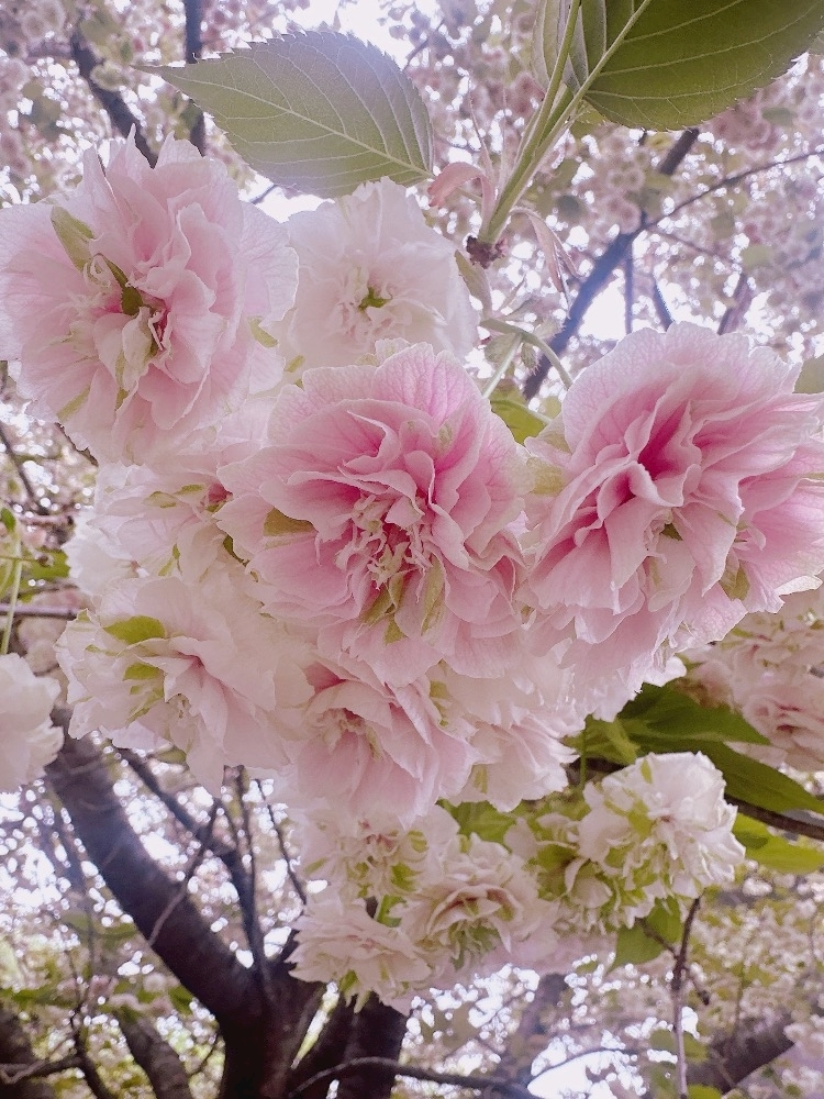 ひな