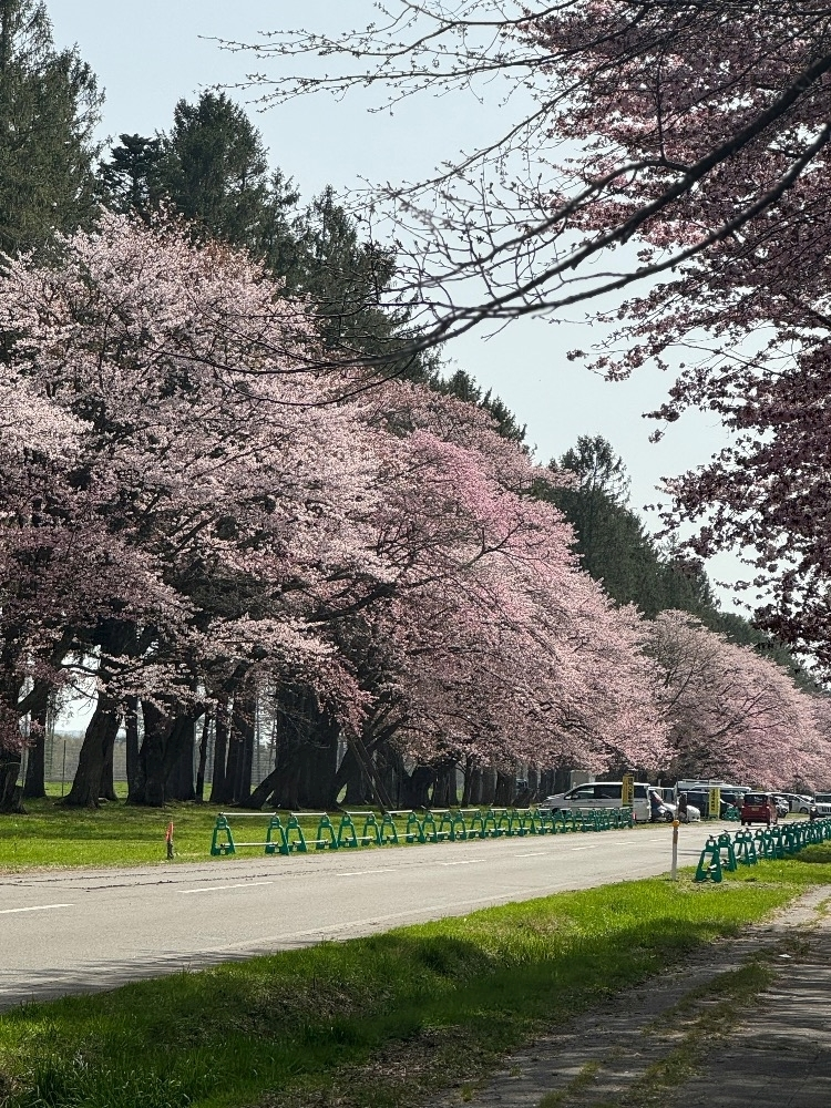 結城 かなの