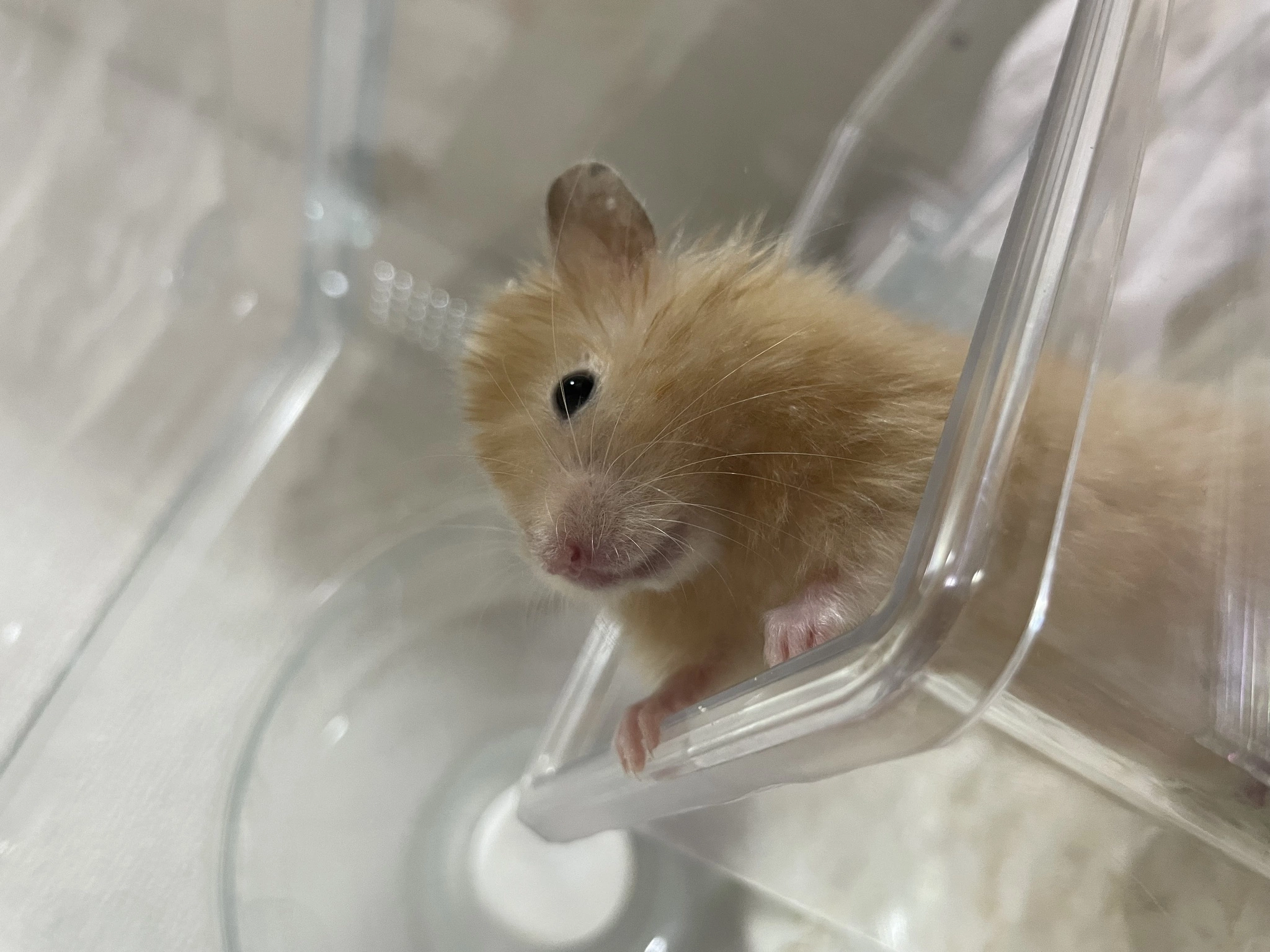 おと