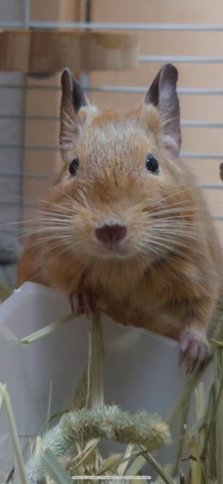 なっちゃん