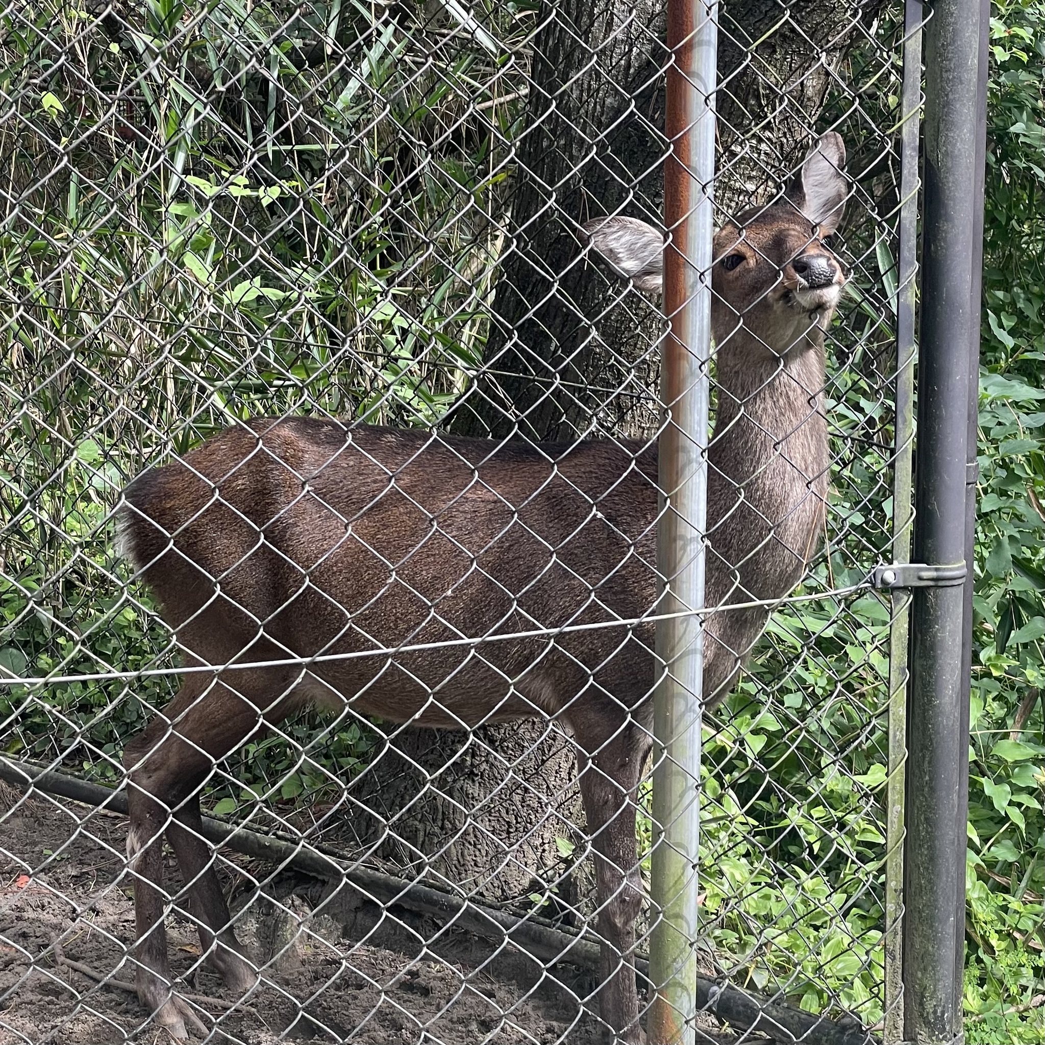 ちゃお