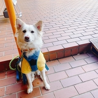 京 さゆみ