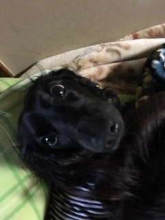 りえ