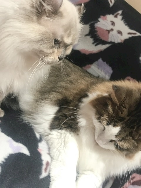 えり