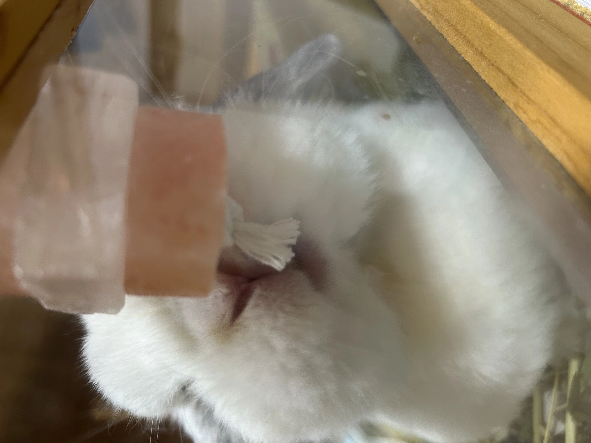 桜井 ちひろ