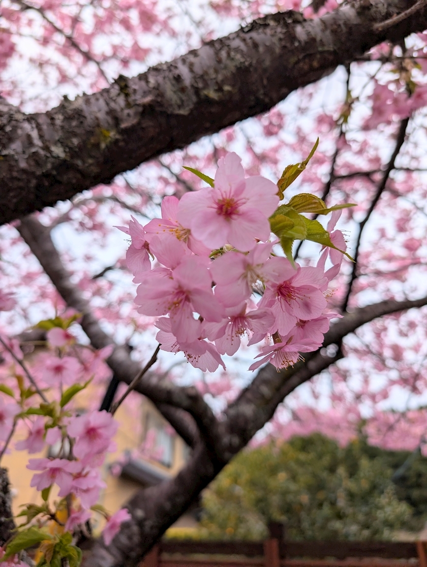 椎名 あき