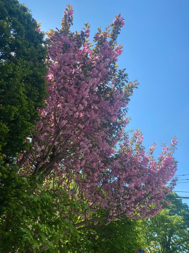 華宮 れい