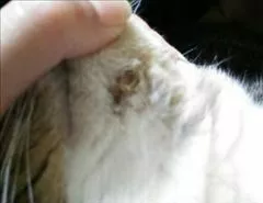 愛羽 仁美