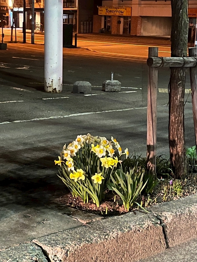 緑 四葉