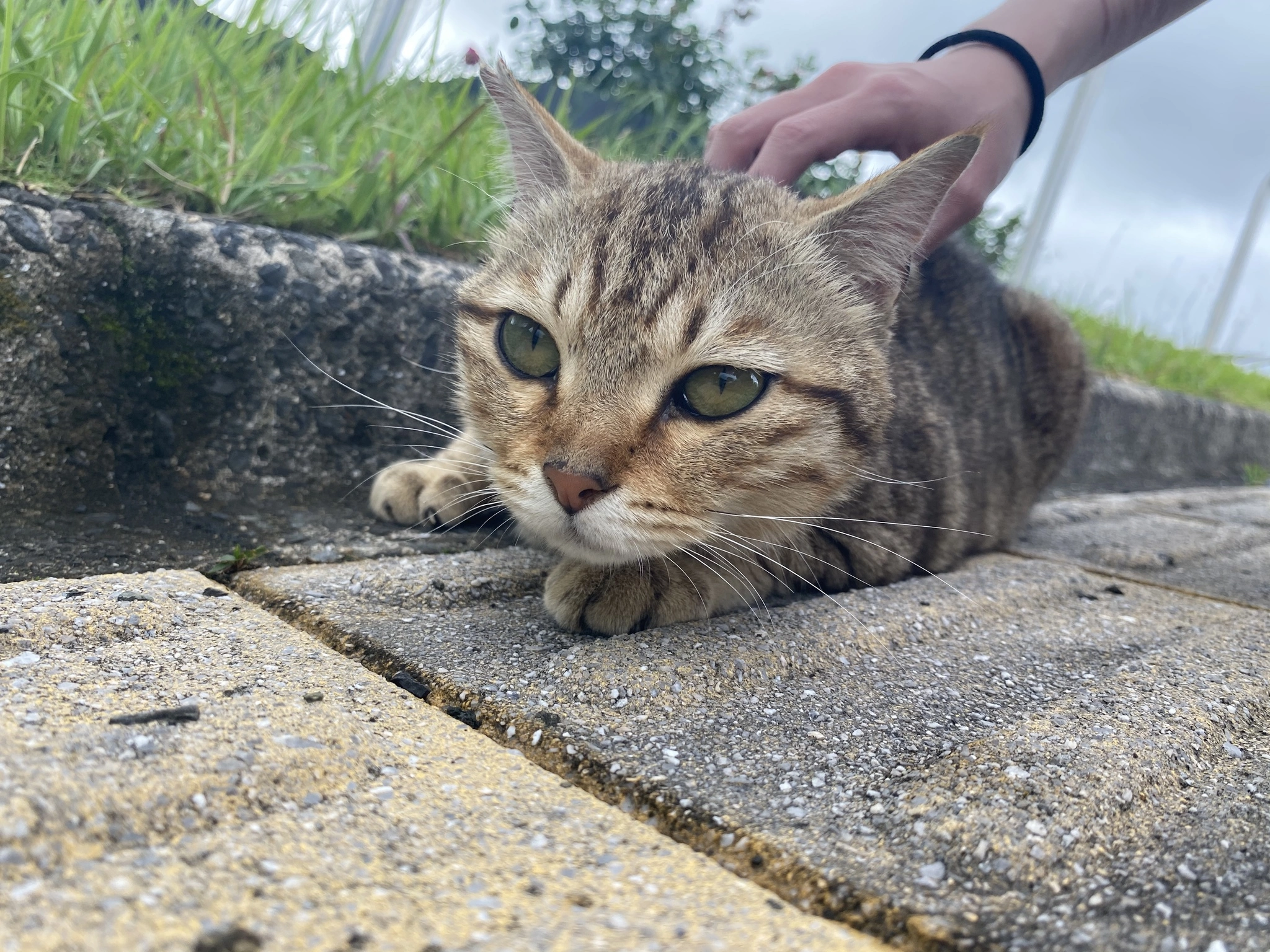 ルナ