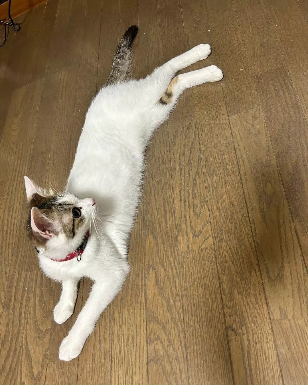 しおん