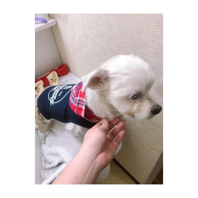 蓮