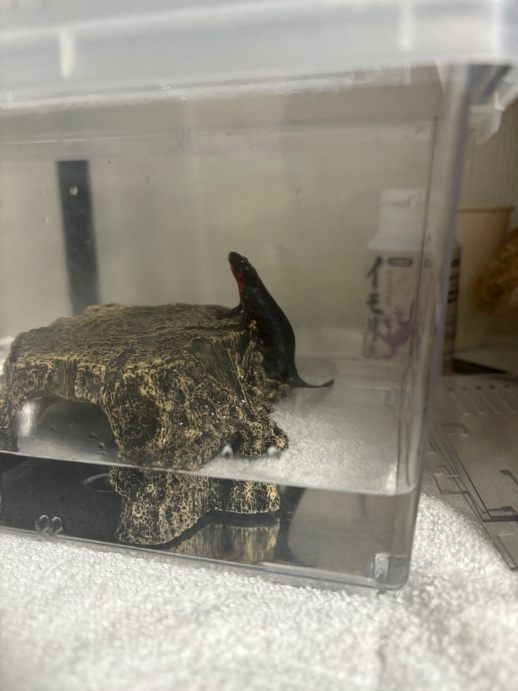 ツンデレかなの