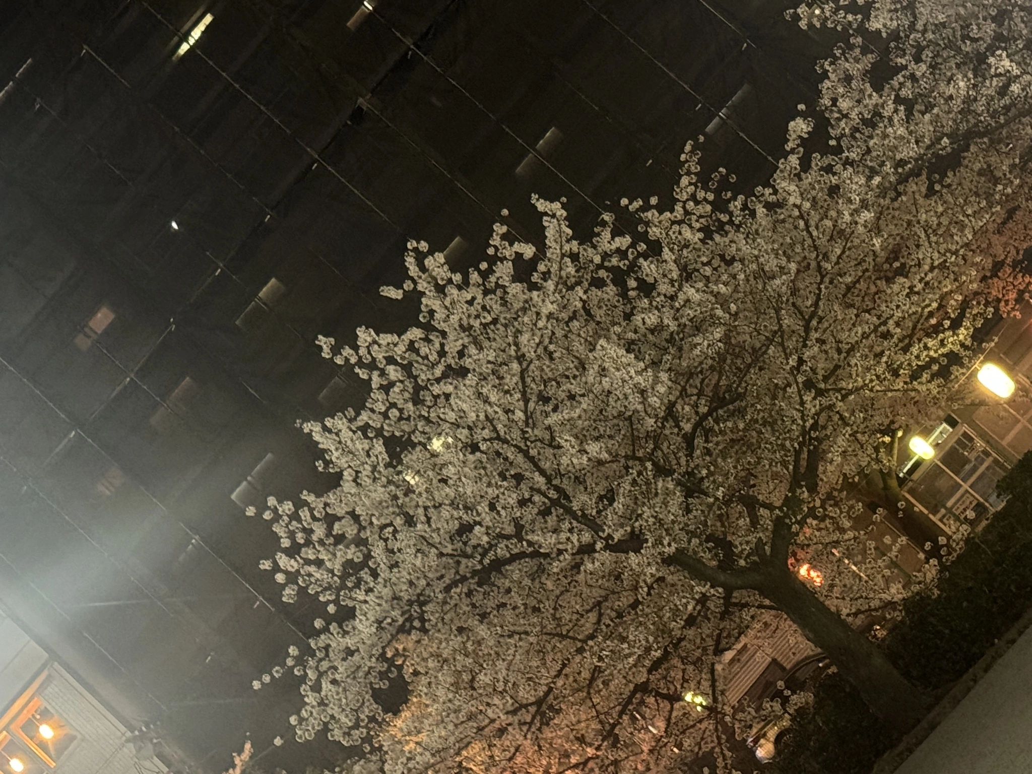 らむ