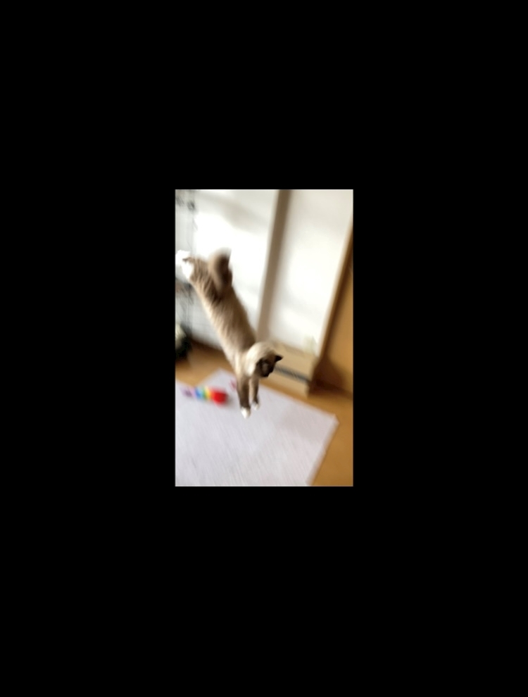 甘眠冠  しの