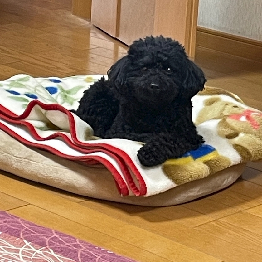 五条 はるな