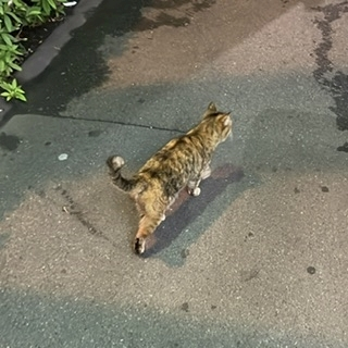 ひじり