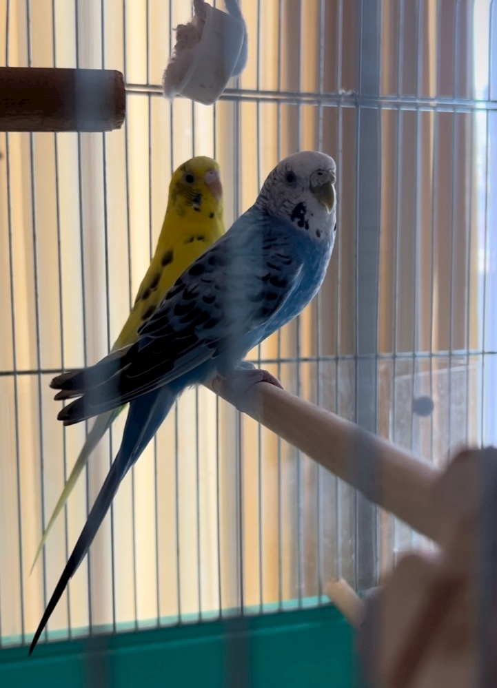 さら