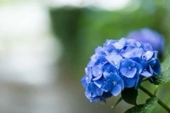 かおり